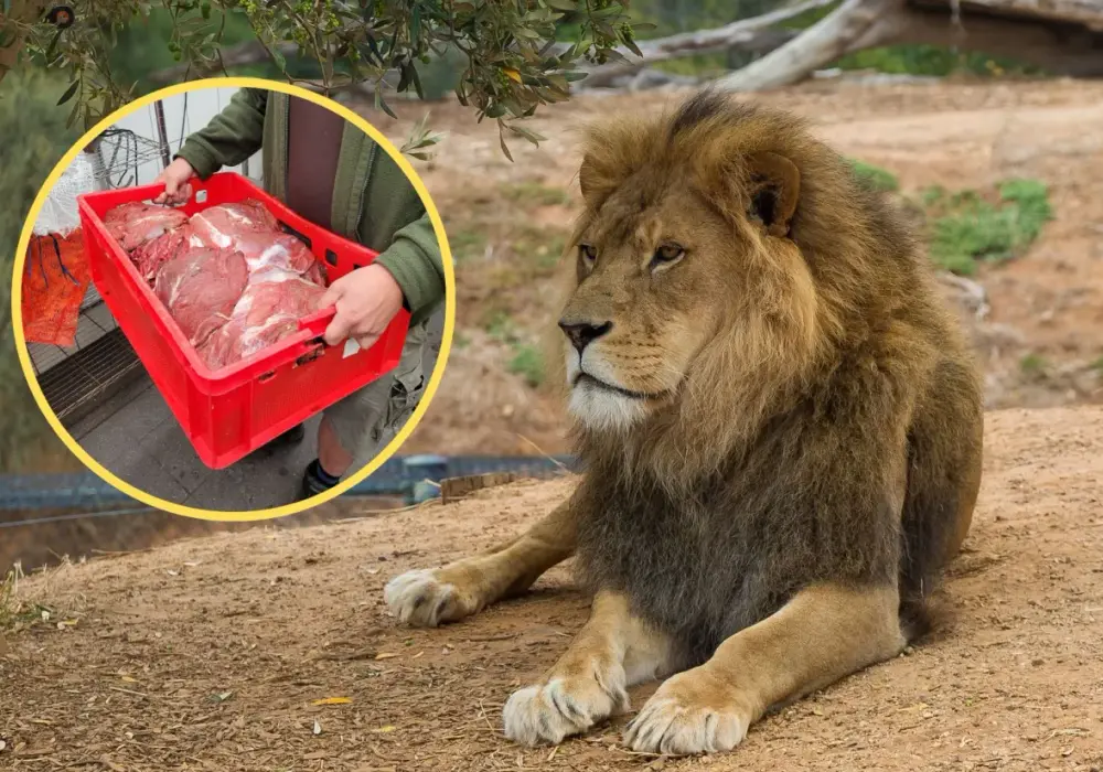 Ile zarabia opiekun w zoo - stawki, obowiązki, ścieżka kariery