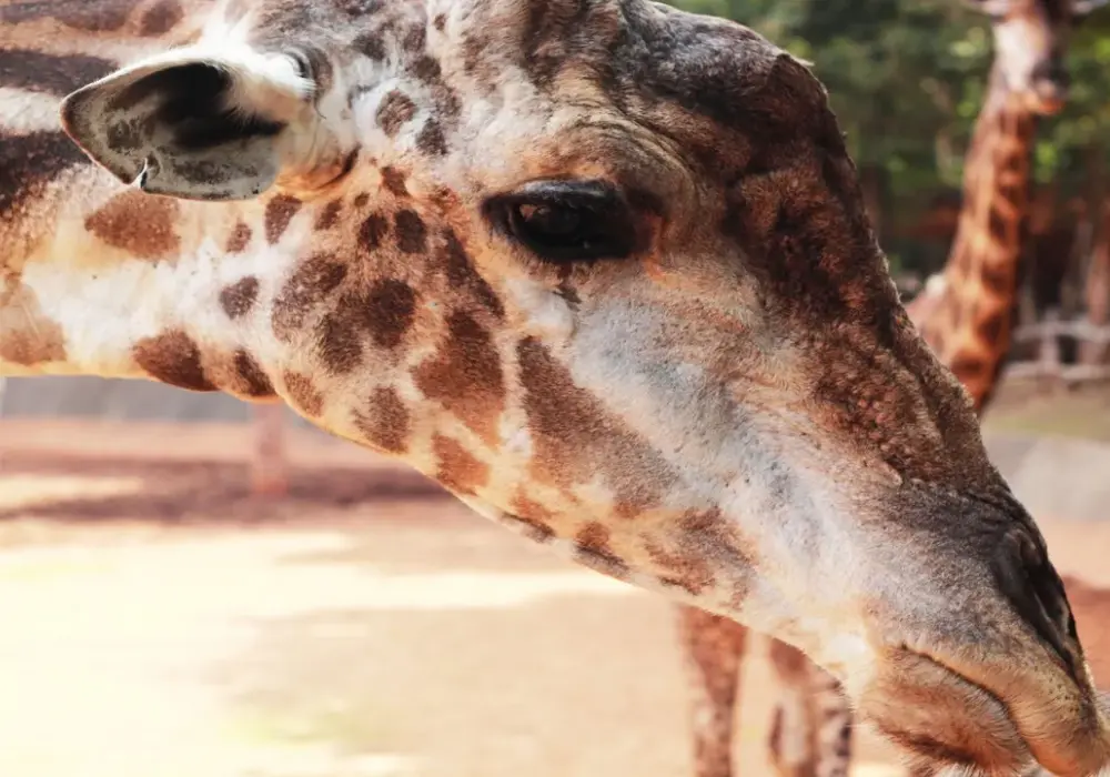 Ile zarabia pracownik zoo? Poznaj zaskakujące wynagrodzenia w Polsce