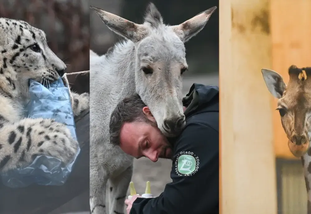 Zarobki weterynarza w zoo - Pasja czy finansowe wyzwanie?