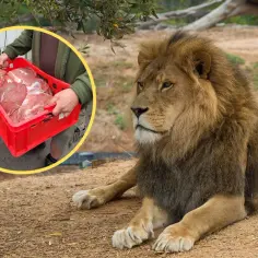 Opiekun zoo niesie mięso dla lwa. Czy wiesz, ile zarabia opiekun w zoo?