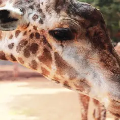 Ile zarabia pracownik zoo? Poznaj zaskakujące wynagrodzenia w Polsce
