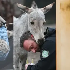Tajemnicze zarobki weterynarza w zoo. Lampart, osiołek i żyrafa – każdy z nich wymaga troski.