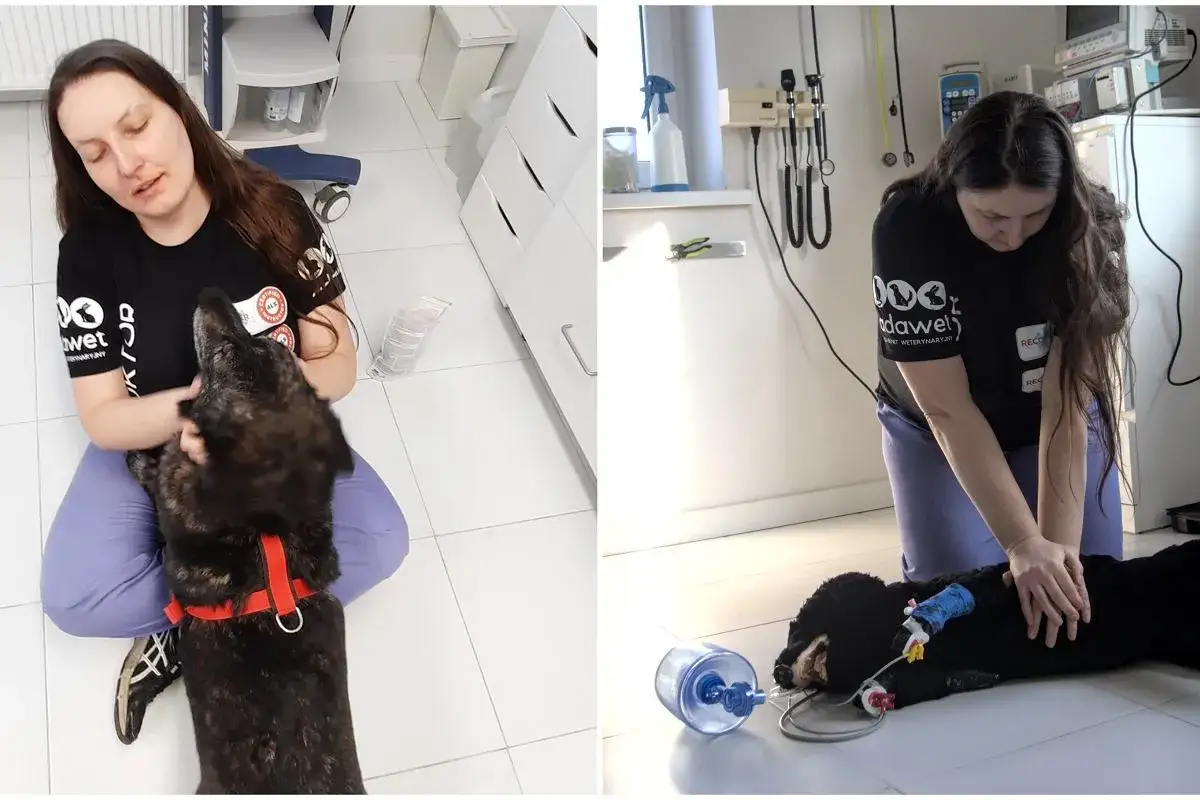 Weterynarz w zoo ratuje psa, ćwicząc resuscytację. Ile zarabia weterynarz w zoo? To zależy od doświadczenia i miejsca pracy.