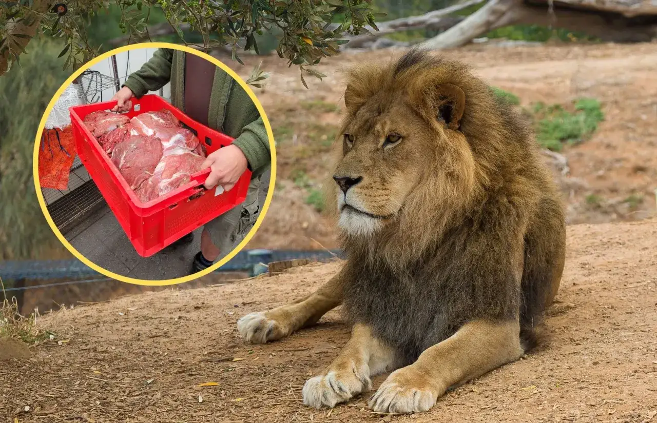Zdjęcie Ile zarabia pracownik zoo? Poznaj zaskakujące wynagrodzenia w Polsce
