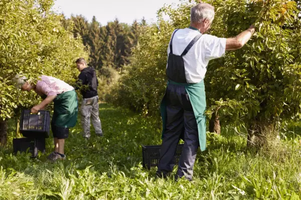Jak zatrudnić pracownika w gospodarstwie rolnym - legalnie i bez błędów